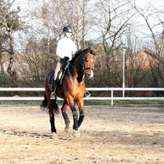 Dansk Varmblod Ocabell