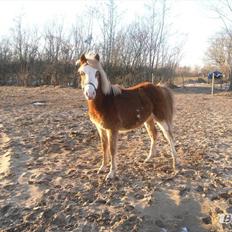 Welsh Partbred (Sec F) Stendyssen`s Sunbreaker