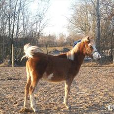 Welsh Partbred (Sec F) Stendyssen`s Sunbreaker