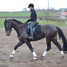 Dansk Varmblod / Sportspony   November Surprise