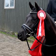 Welsh Partbred (Sec F) Laibek's Olympic