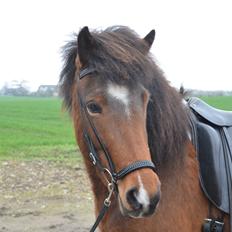 Islænder Jörp fra Skygge