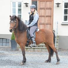 Islænder Jörp fra Skygge