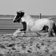 Tinker Lady Harmonie