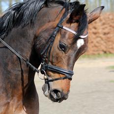 Dansk Varmblod Porthos