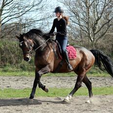 Dansk Varmblod Porthos