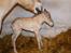 Fjordhest Højgaards Vanilla *Baby* Solgt - 2/4 ca 1½ time gammel