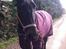 Oldenborg Thorine pindborg