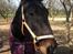 Oldenborg Thorine pindborg