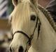 Lusitano Ninito