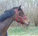 Welsh Partbred (Sec F) Bohemo Kolly