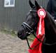 Welsh Partbred (Sec F) Laibek's Olympic