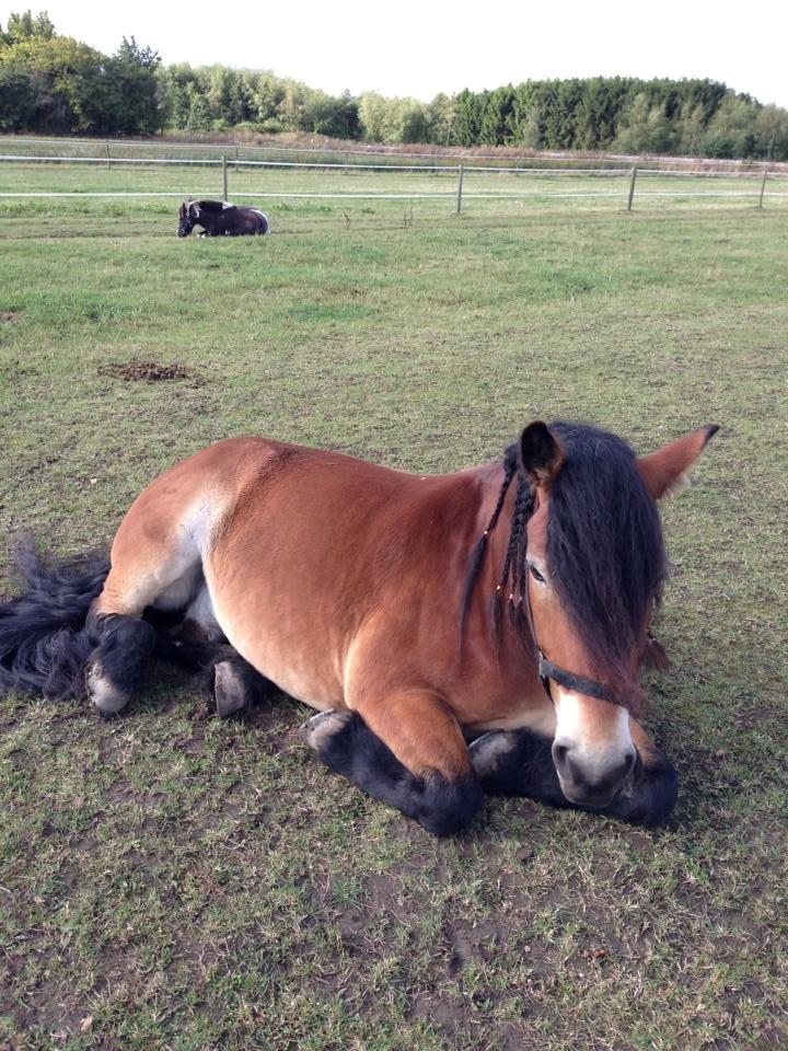 Nordsvensk Skovhest Lukas billede 5