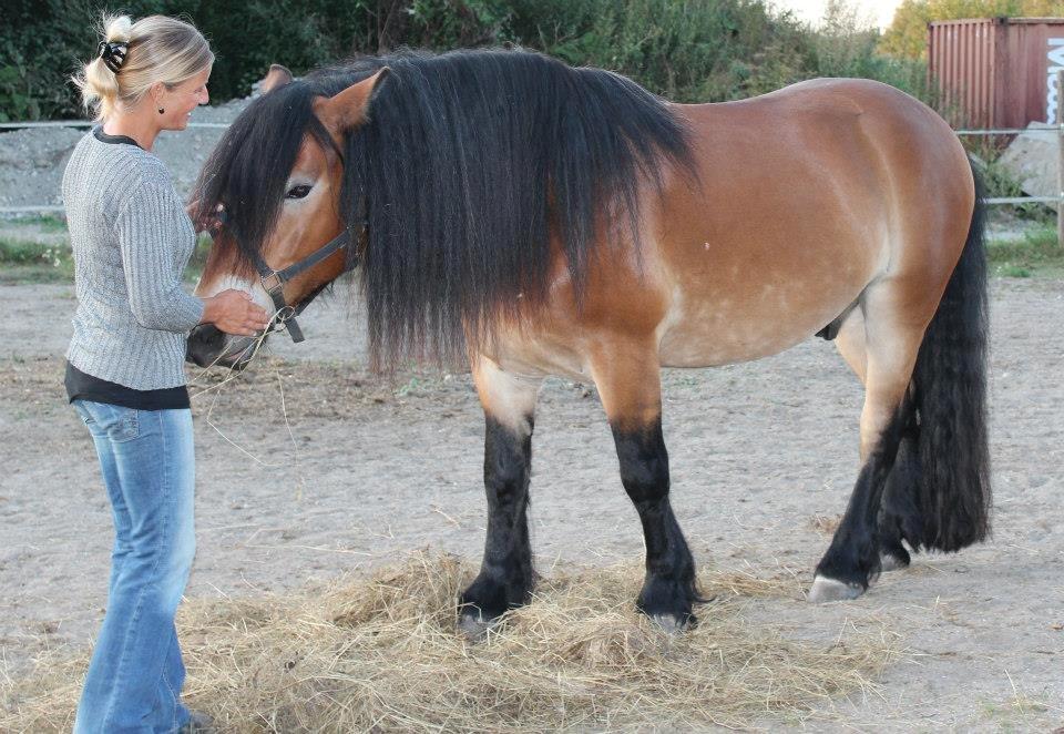 Nordsvensk Skovhest Lukas billede 3