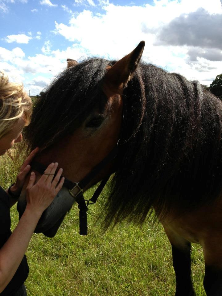 Nordsvensk Skovhest Lukas billede 7