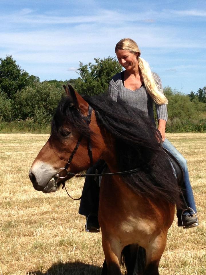 Nordsvensk Skovhest Lukas billede 1