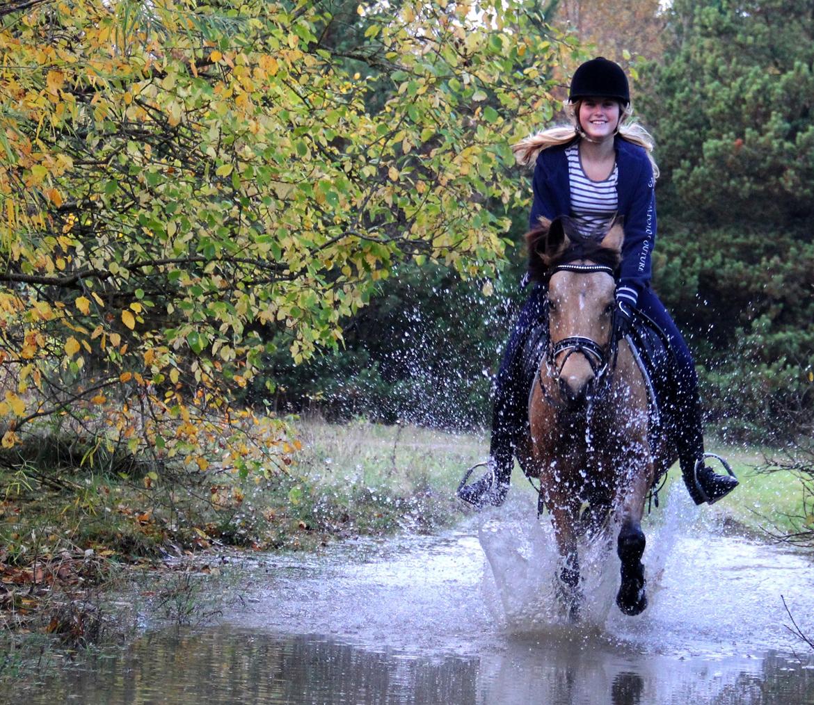 DSP Anemone Wales - Vandhunde. <3 billede 3