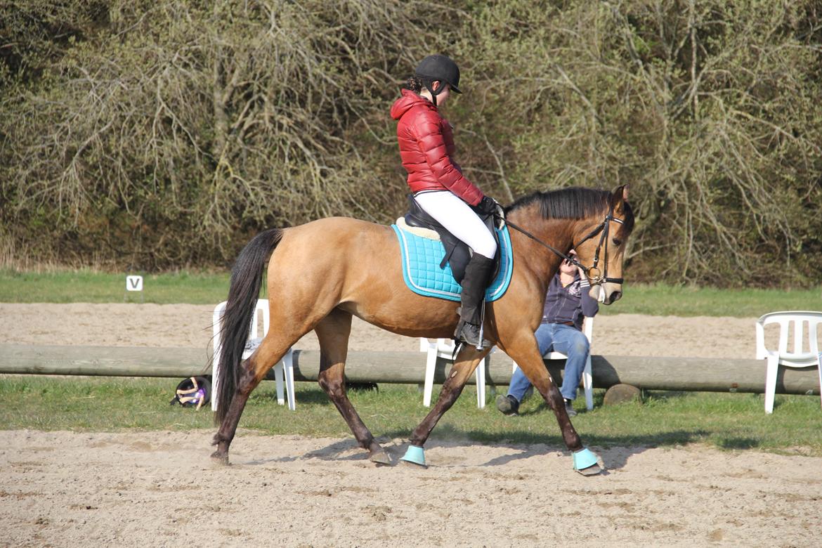 DSP Anemone Wales - Ditte Kvistgaard rider Anemone.  billede 4