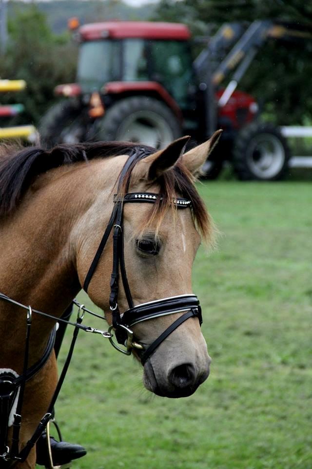 DSP Anemone Wales - Velkommen til Anemone Wales <3 billede 1