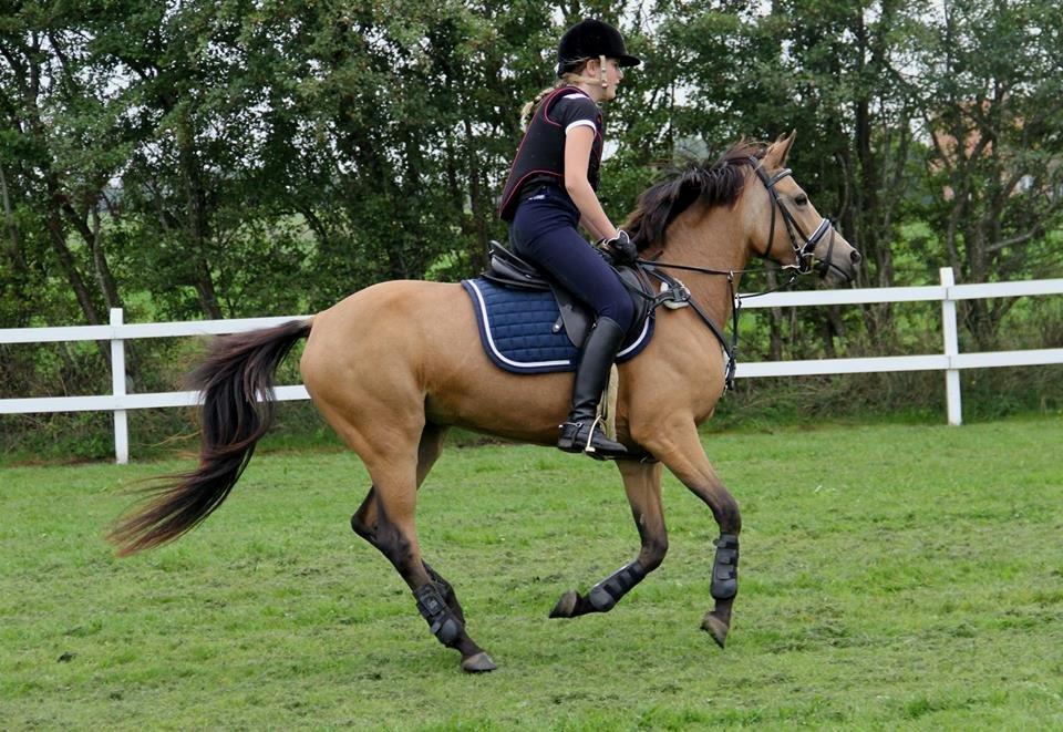 DSP Anemone Wales - Anemones først springstævne. <3 billede 6
