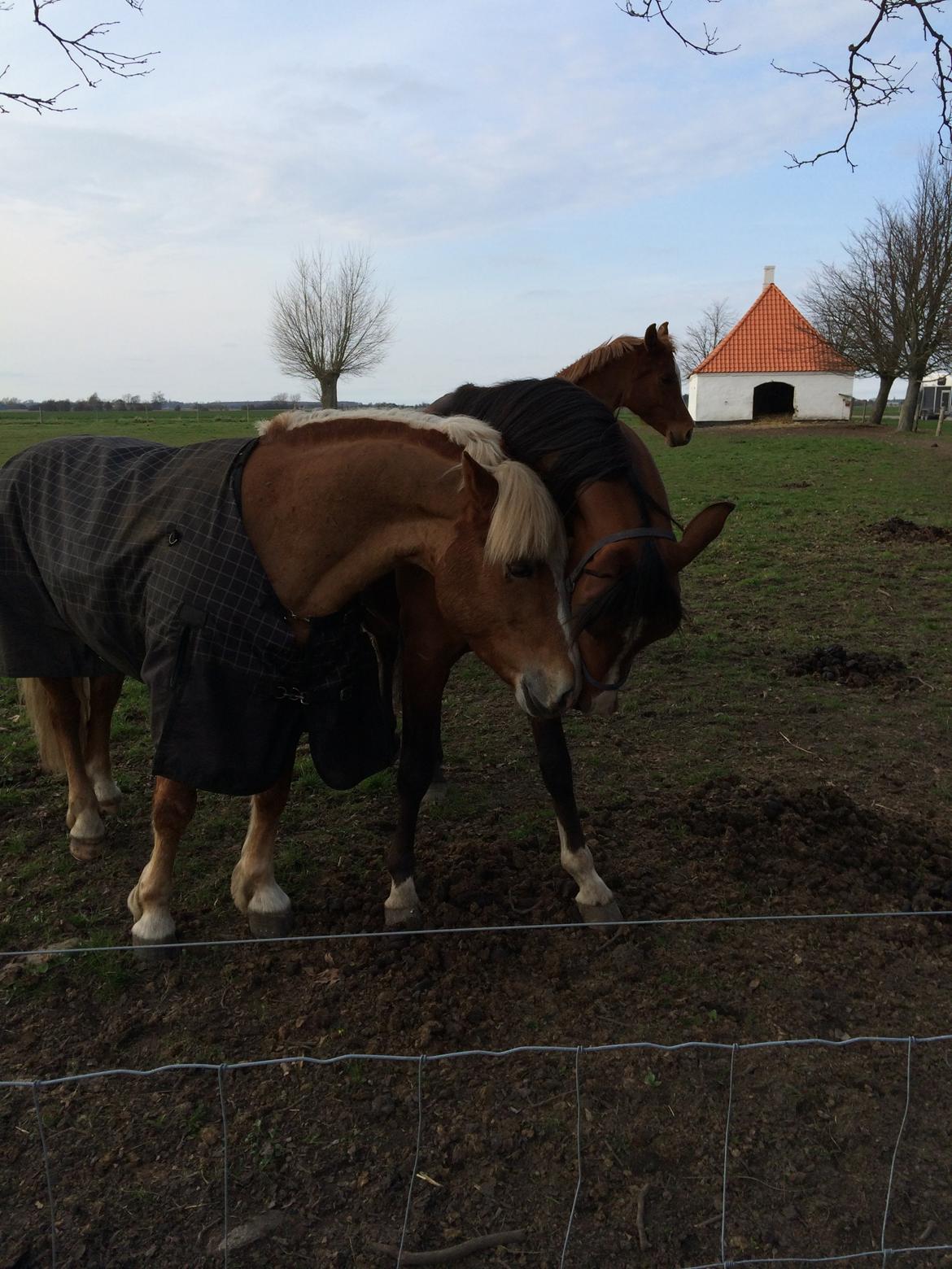 Arabisk fuldblod (OX) TU Elix OX billede 2