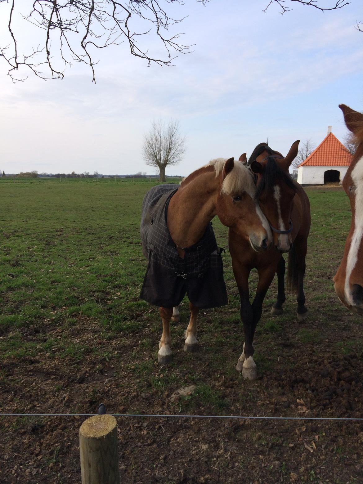 Arabisk fuldblod (OX) TU Elix OX billede 1