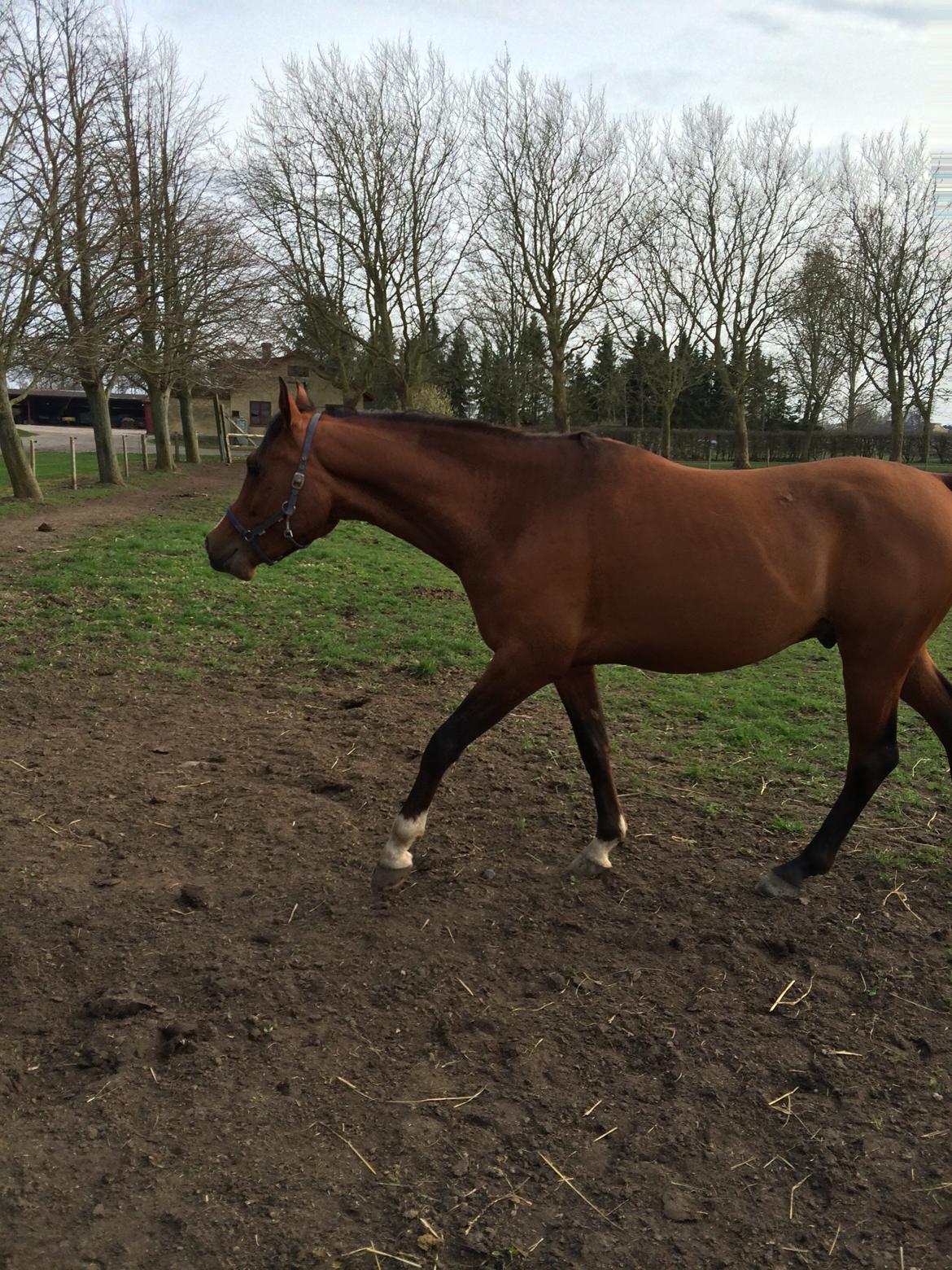 Arabisk fuldblod (OX) TU Elix OX billede 3