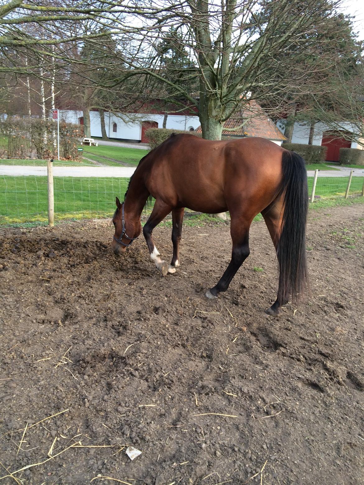 Arabisk fuldblod (OX) TU Elix OX billede 4