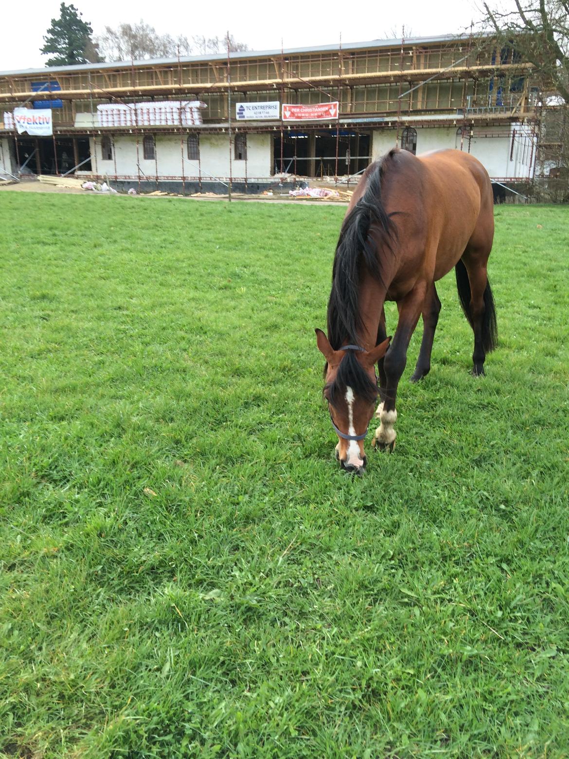 Arabisk fuldblod (OX) TU Elix OX billede 5