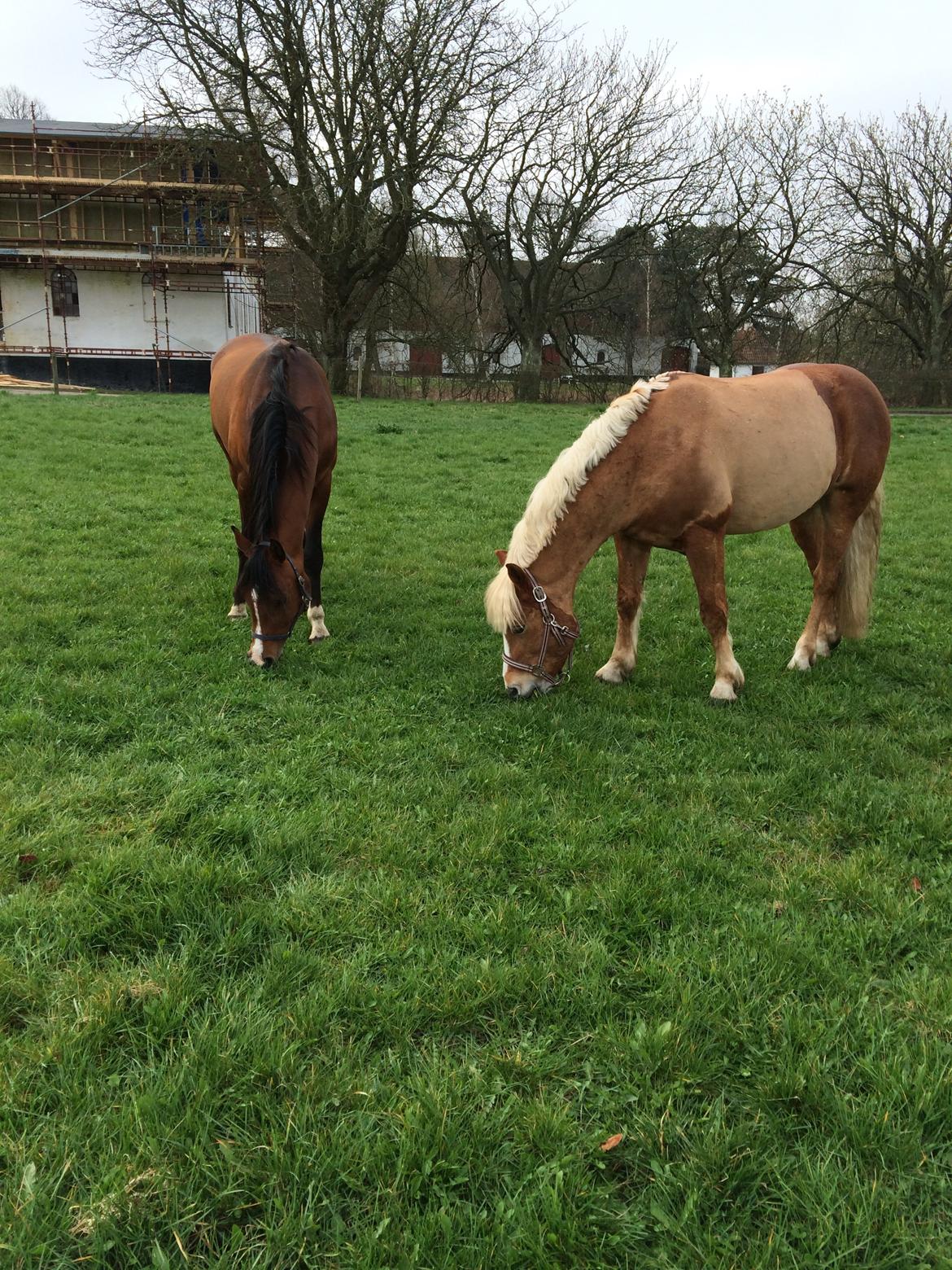 Arabisk fuldblod (OX) TU Elix OX billede 6