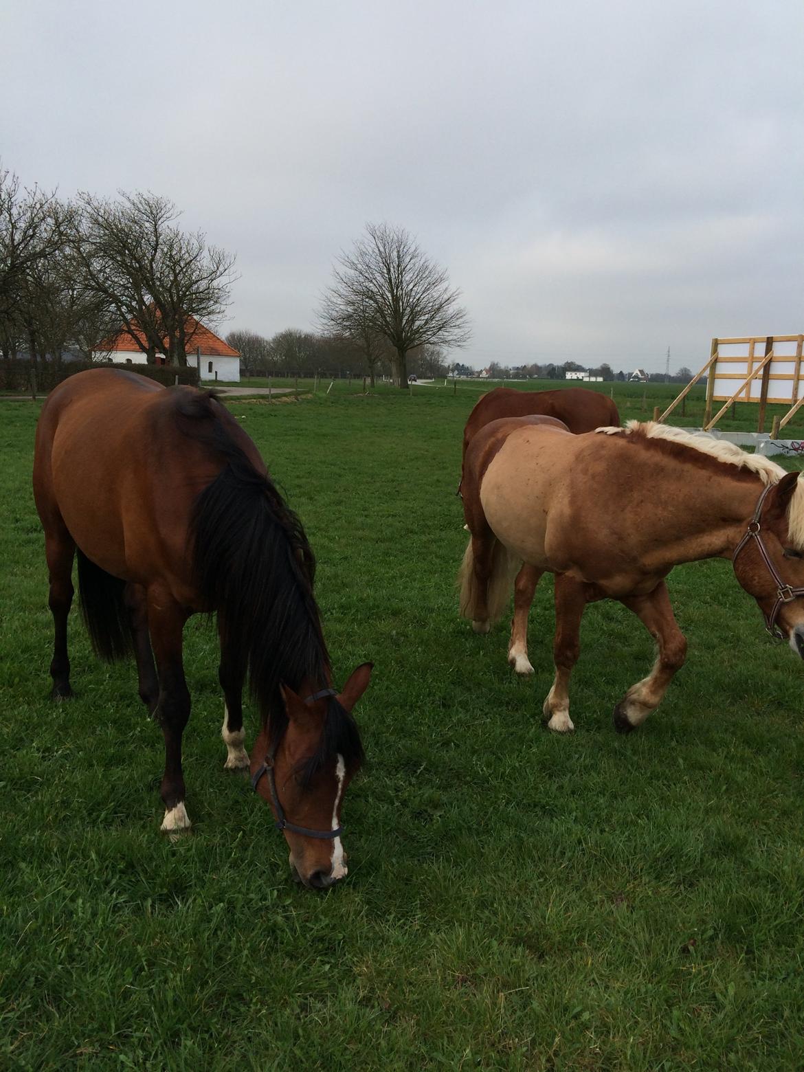 Arabisk fuldblod (OX) TU Elix OX billede 7