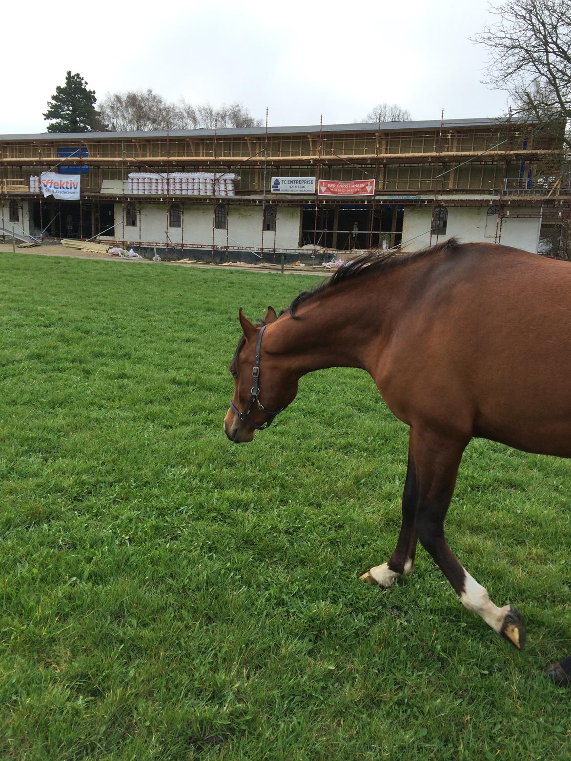 Arabisk fuldblod (OX) TU Elix OX billede 8