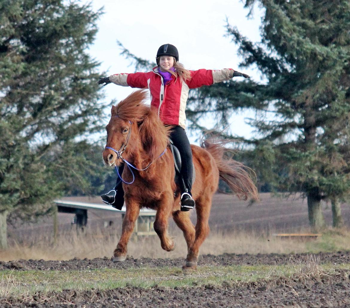 Islænder Baldi fra Hindø - Min seje lillesøster og Baldi kommer susende :) billede 4