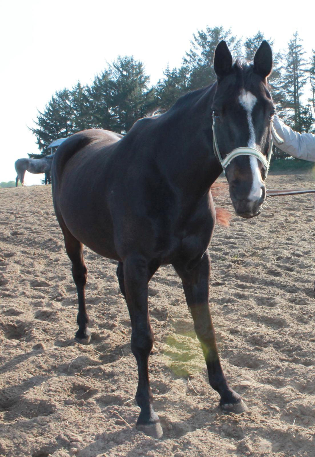 Dansk Varmblod Madonna - På folden :) Efterår 2013. Foto: IKJ© billede 5