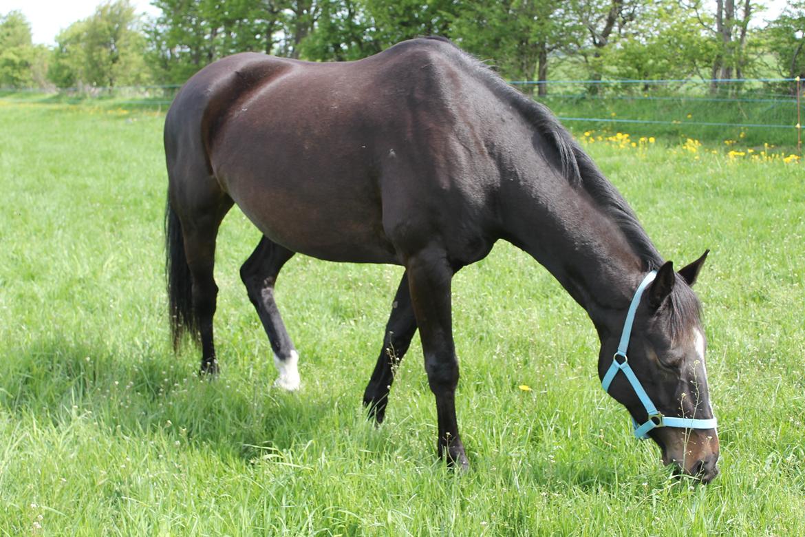 Dansk Varmblod Madonna - Lige da de var kommet på sommerfold :) Forår 2013. Foto: IKJ© billede 2