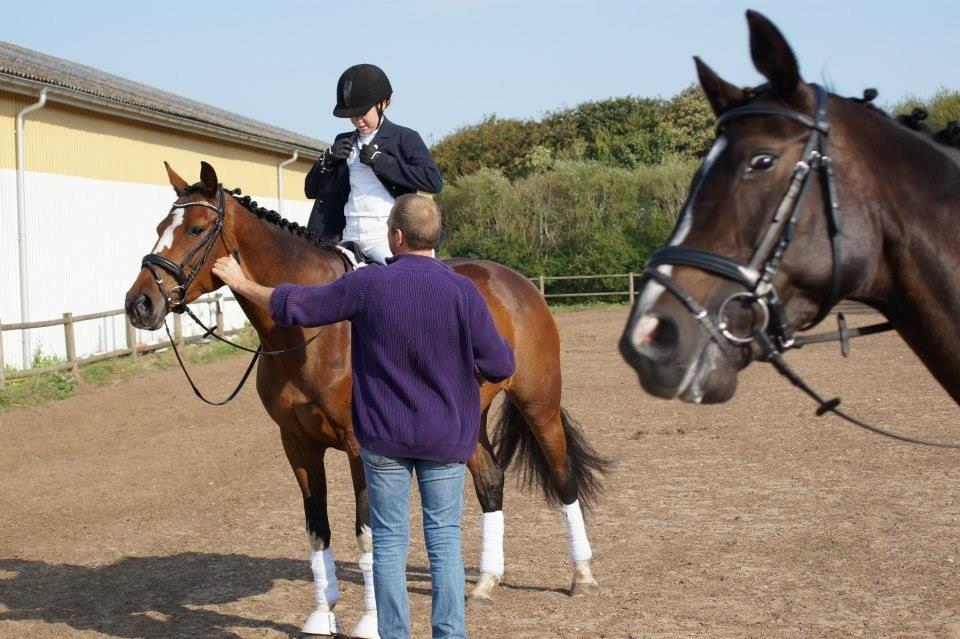 Dansk Varmblod Madonna - Madonna ville også lige være med :p Efterår 2013. Foto: Kristine Krogsgaard billede 8