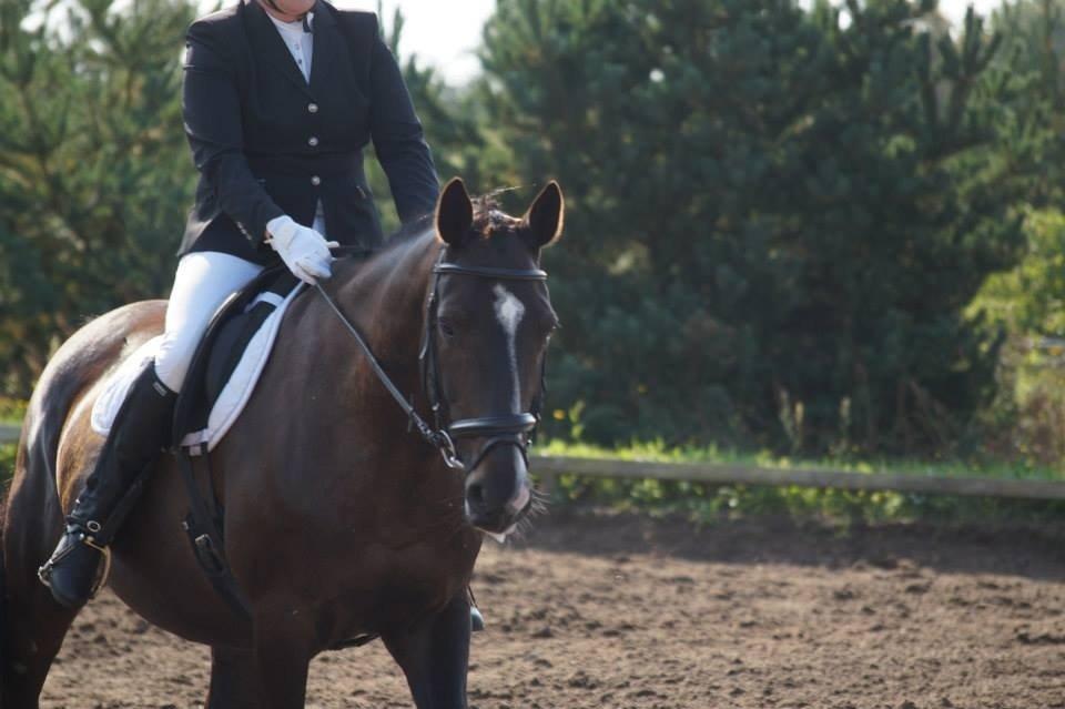 Dansk Varmblod Madonna - Stævne :) Efterår 2013. Foto: IKJ© billede 3