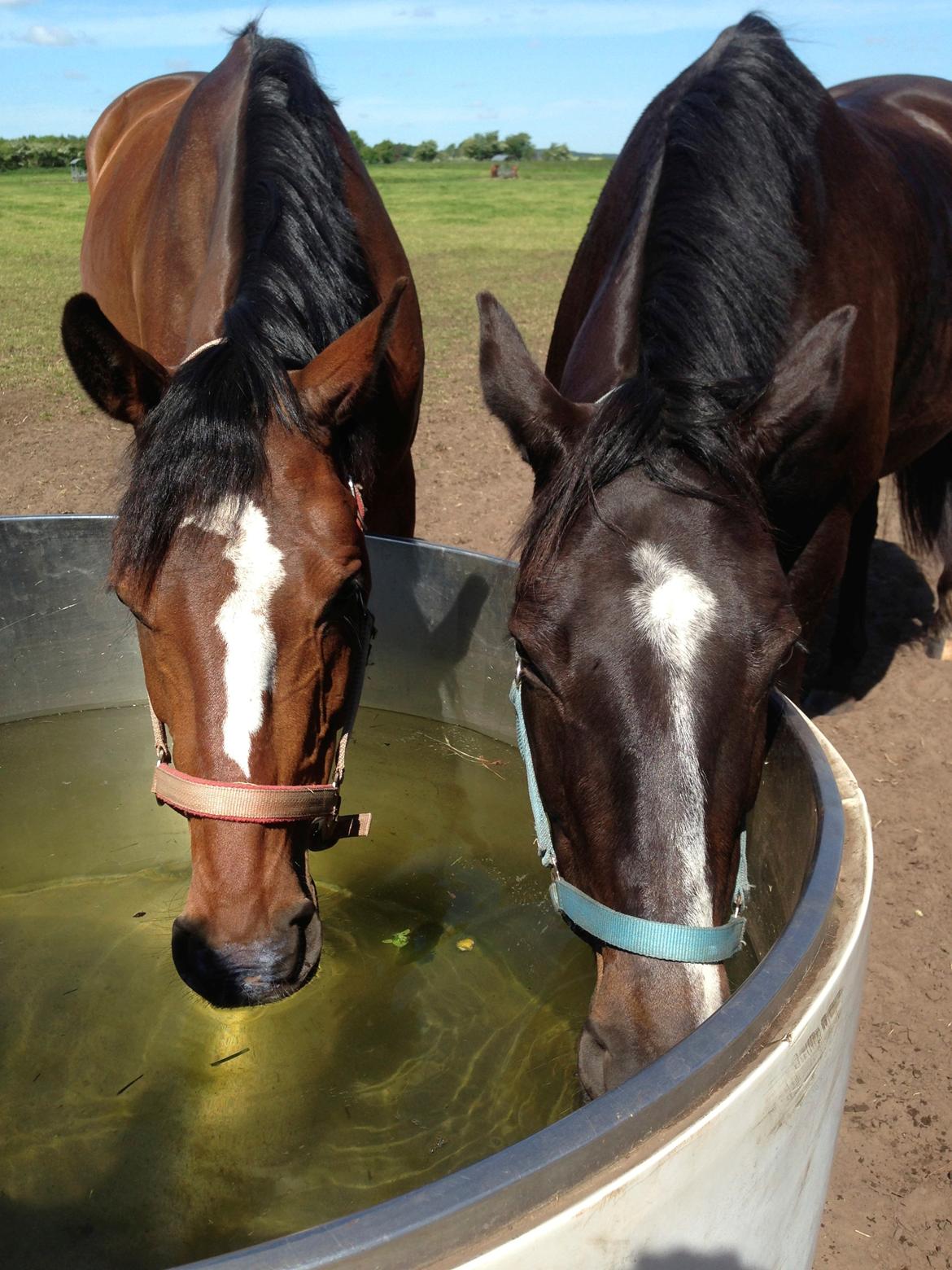 Dansk Varmblod Madonna - Fille og Madonna på sommerfolden <3 Sommer 2013. Foto: IKJ© billede 7
