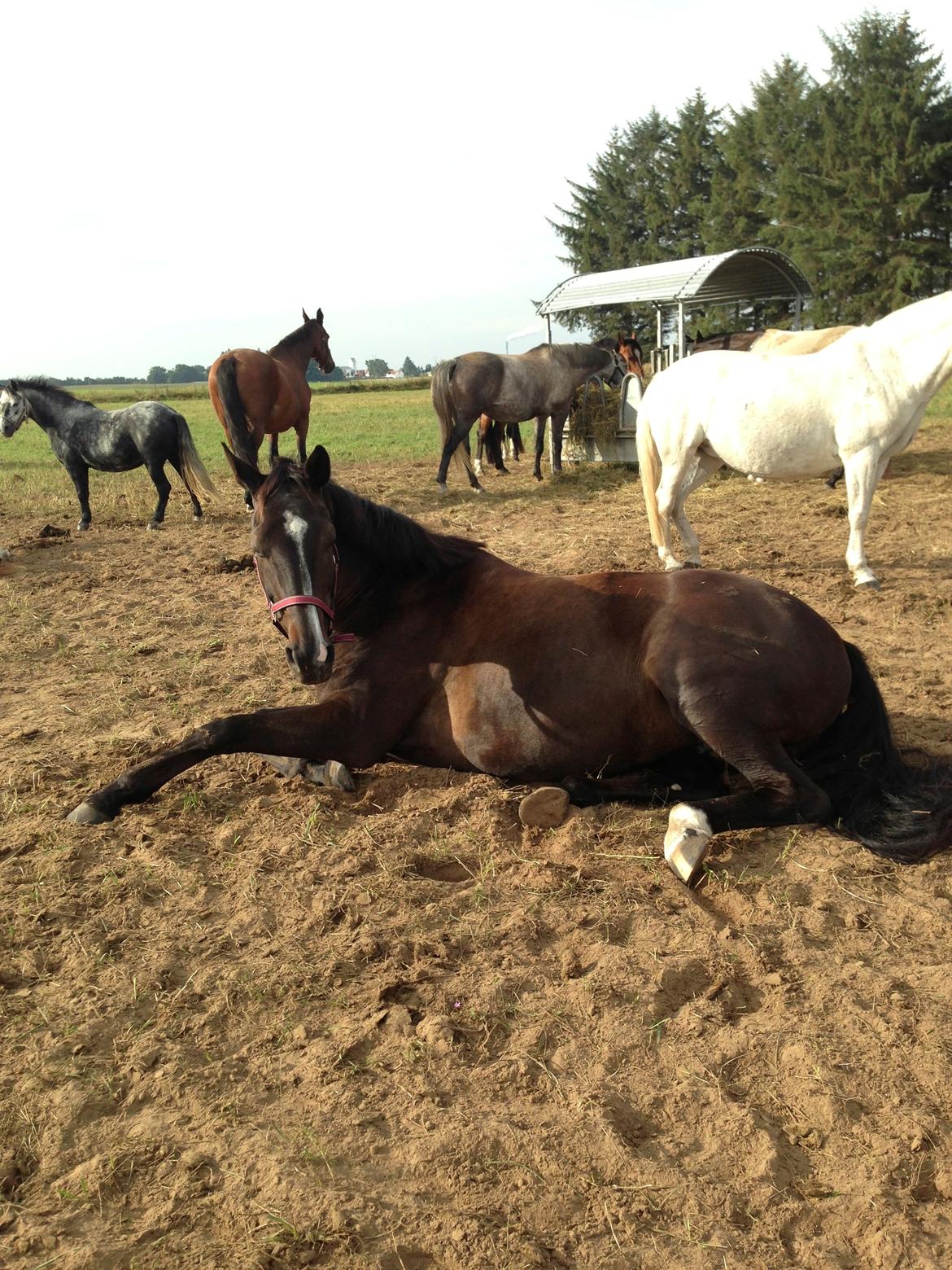 Dansk Varmblod Madonna - Tager sig lige en lur på folden i solskinnet :) Efterår 2013. Foto: IKJ© billede 9