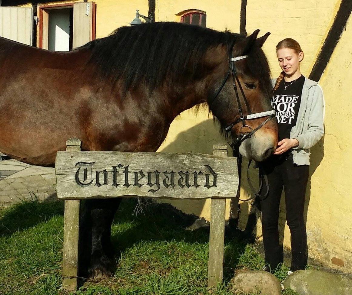 Belgier Bormosens Rollo billede 5
