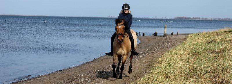 Anden særlig race Bayli  - Galopere på vores uendelige strand <3 billede 6