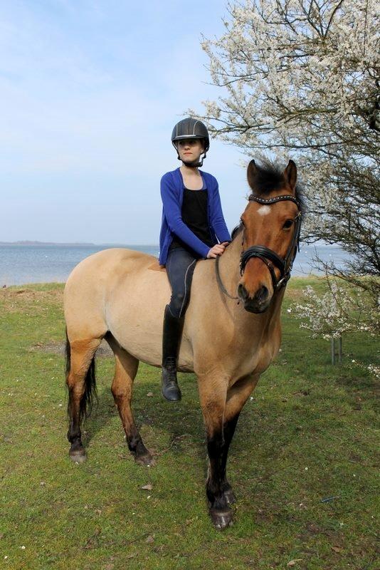 Anden særlig race Bayli  billede 8