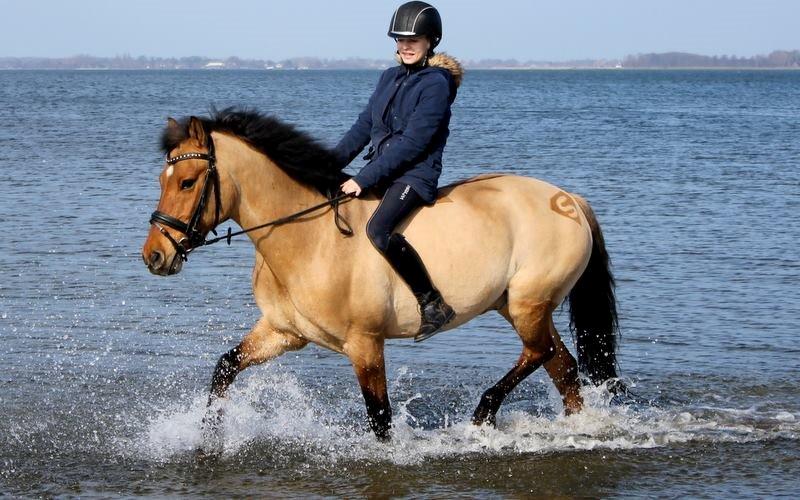 Anden særlig race Bayli  - He's my everything <3 billede 5