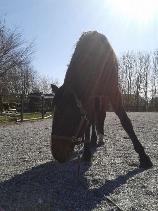 Traver Ferrari Hoff billede 15