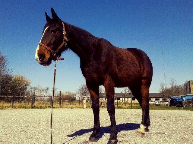 Traver Ferrari Hoff billede 3