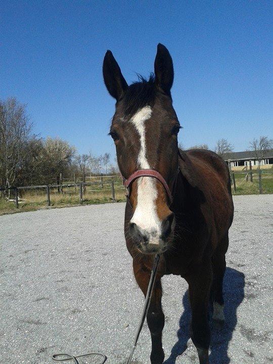 Traver Ferrari Hoff billede 16