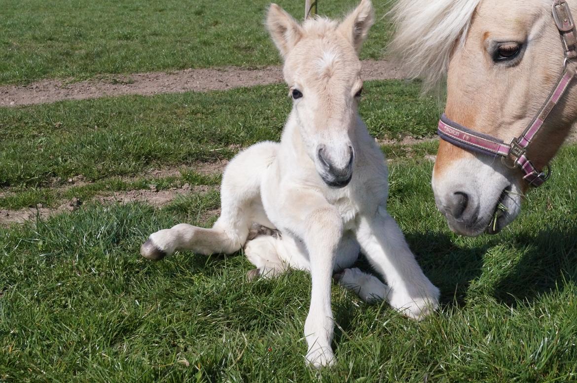 Fjordhest Højgaards Vanilla *Baby* Solgt - 3/4 Første gang på fold billede 3