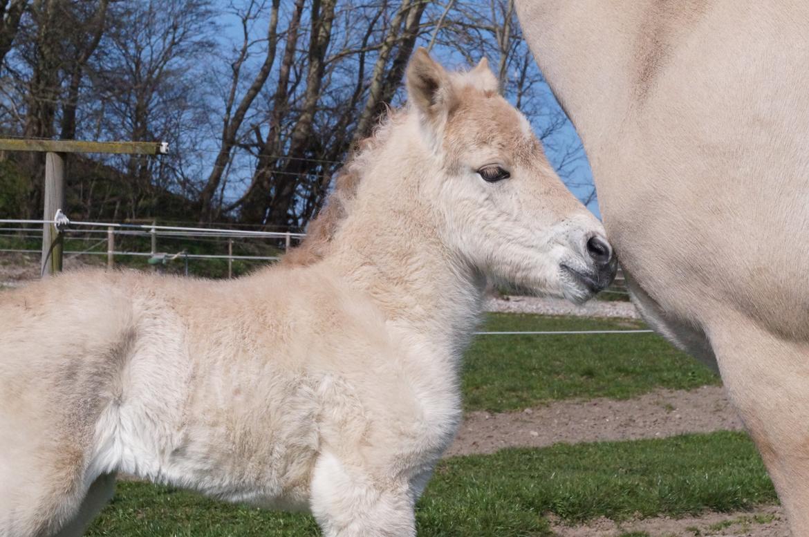 Fjordhest Højgaards Vanilla *Baby* Solgt - 3/4 Første gang på fold billede 4