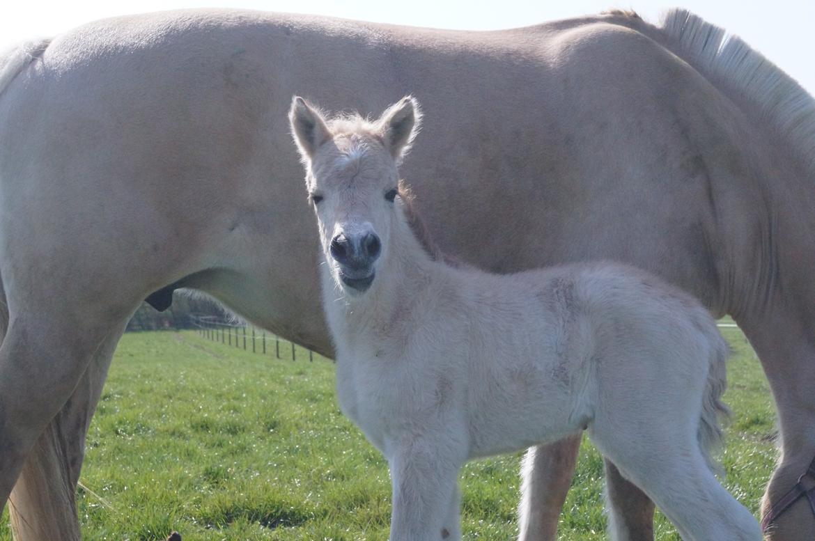 Fjordhest Højgaards Vanilla *Baby* Solgt - 3/4 Første gang på fold billede 7