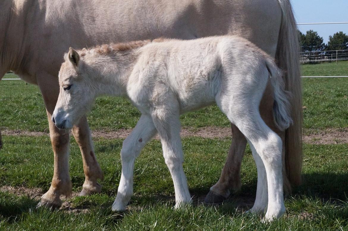 Fjordhest Højgaards Vanilla *Baby* Solgt - 3/4 Første gang på fold billede 8